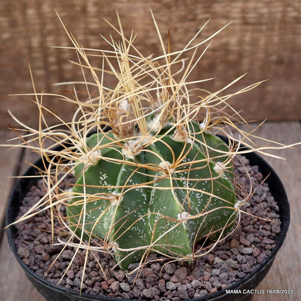 ASTROPHYTUM CAPRICORNE