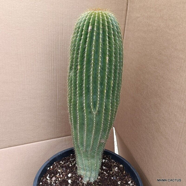 D1626 NEOBUXBAUMIA POLYLOPHA OLD pot 27 cm H 44 cm W 14 cm MaMa Cactus