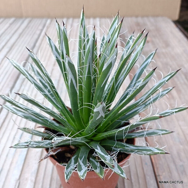 AGAVE TOUMEYANA X FILIFERA