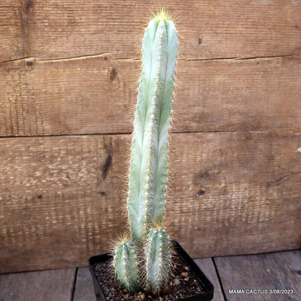 CEREUS AZUREUS