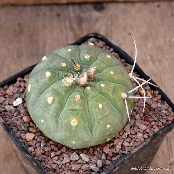 MATUCANA MADISONIORUM