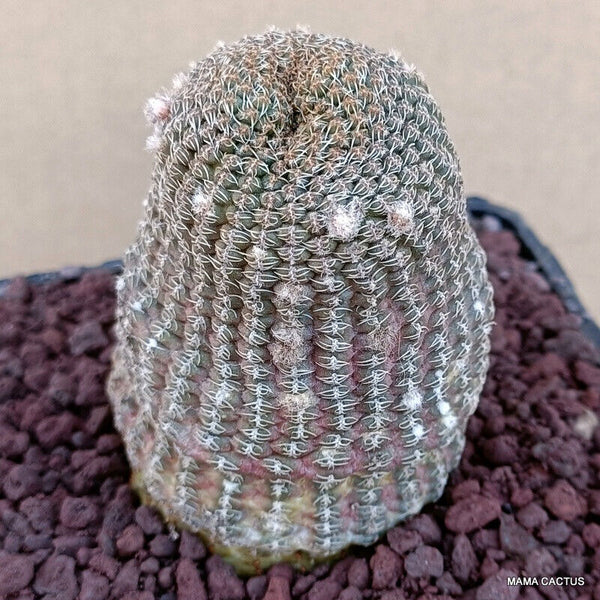 A8164 LOBIVIA FAMATIMENSIS pot 10 cm H 7 cm W 5 cm MaMa Cactus