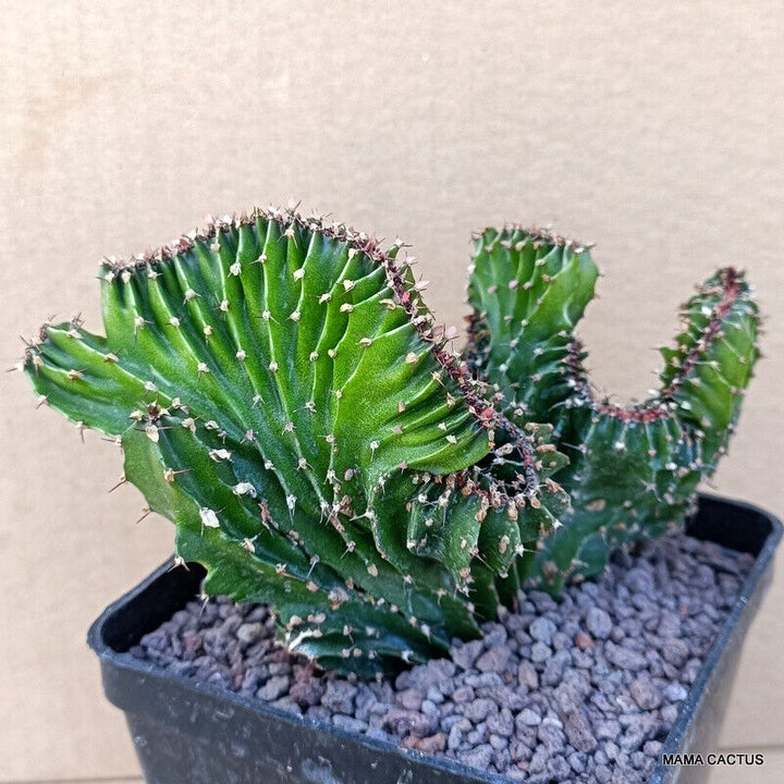 Euphorbia Echinus Crested Mama Cactus