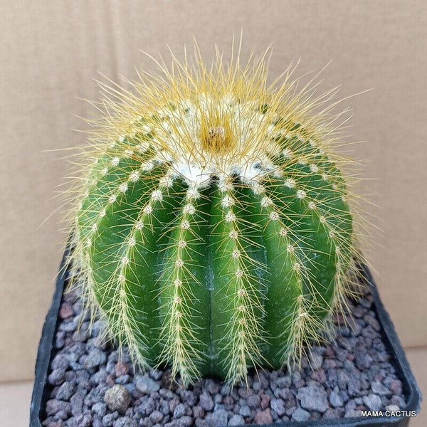 NOTOCACTUS LENINGHAUSI