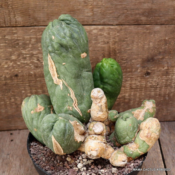 TRICHOCEREUS SANTIAGUENSIS MONSTER