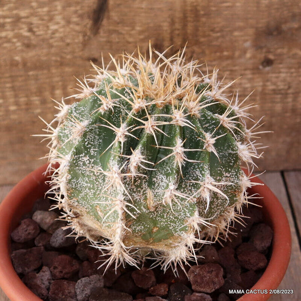 ASTROPHYTUM DIGITOSTIGMA X CHIMERA