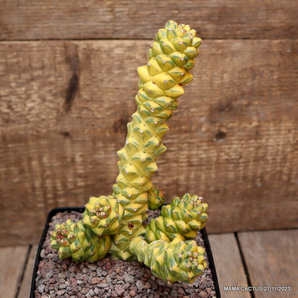 MONADENIUM RITCHIEI VARIEGATED