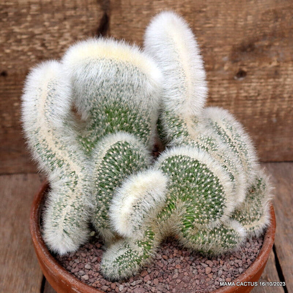 CLEISTOCACTUS STRAUSII CRESTED