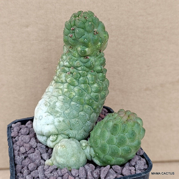 D767 TRICHOCAULON CACTIFORME MONSTER pot 7 cm H 8,5 cm W 7 cm MaMa Cactus