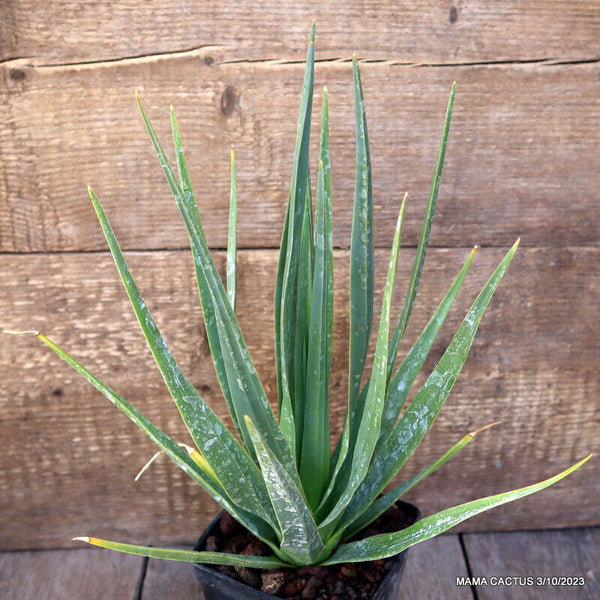 DRACAENA CINNABARI OLD