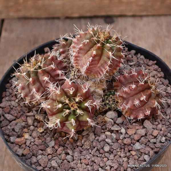 GYMNOCALYCIUM MIHANOVICHII