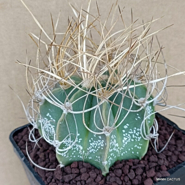 ASTROPHYTUM CAPRICORNE