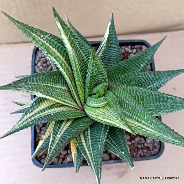 A6549 HAWORTHIA LIMIFOLIA VARIEGATED pot10-H12-W14 cm MaMa Cactus