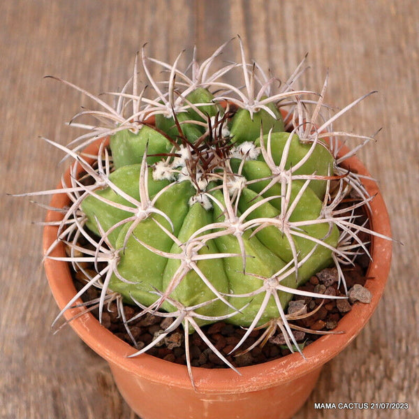 MELOCACTUS NERYI MONSTER