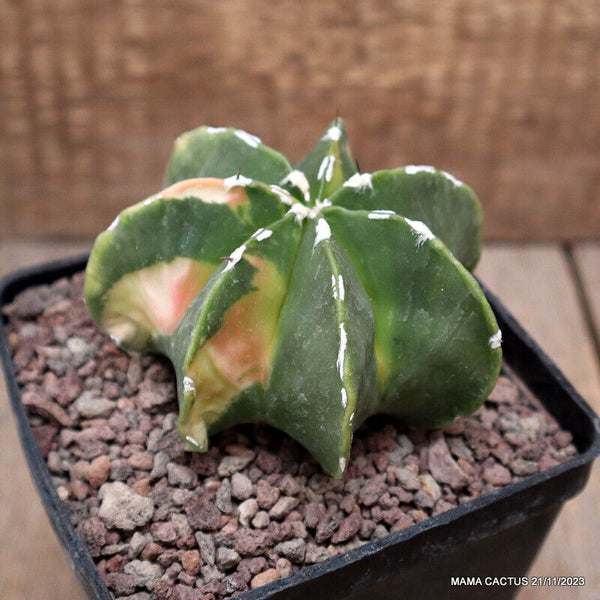 ASTROPHYTUM MYRIOSTIGMA VARIEGATED