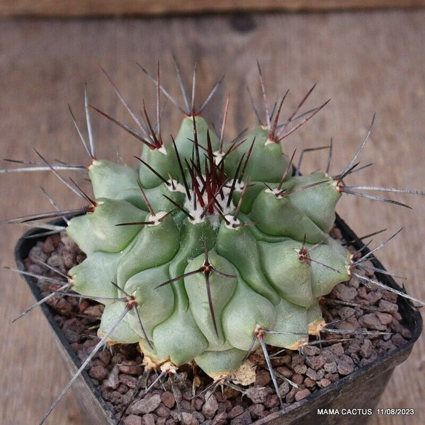 A6958 THELOCACTUS RINCONENSIS pot9-H6-W9 cm MaMa Cactus