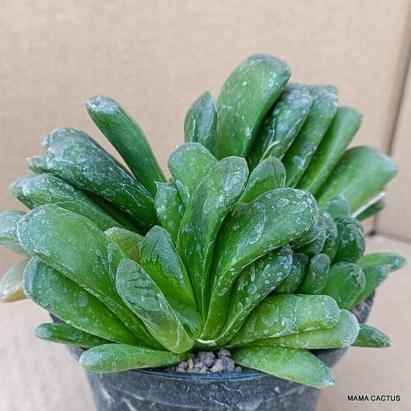 A9822 HAWORTHIA TRUNCATA pot10-H9-W13 cm MaMa Cactus 2nd