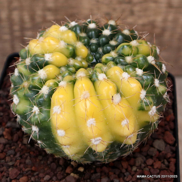 NOTOCACTUS UEBELMANNIANUS VARIEGATED