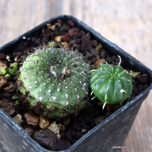 D728 FRAILEA PYGMAEA pot7-H3-W4 cm MaMa Cactus