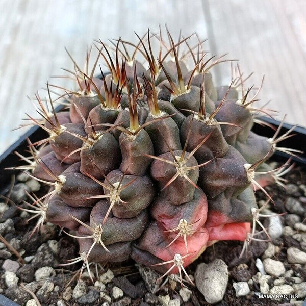 GYMNOCALYCIUM MIHANOVICHII VARIEGATED