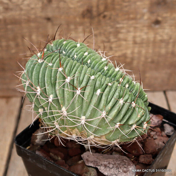 A5602 LOBIVIA FEROX CRESTED GRAFTED pot12-H13-W12 cm MaMa Cactus