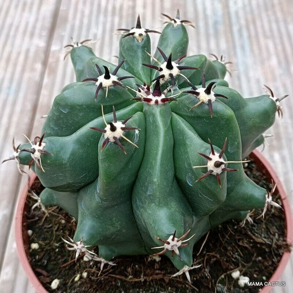 FEROCACTUS HORRIDUS MONSTER KIKKO