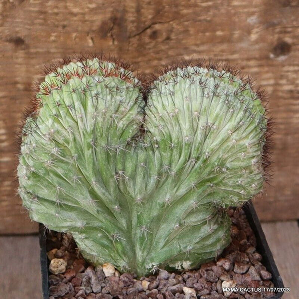 POLASKIA CHICHIPE CRESTED