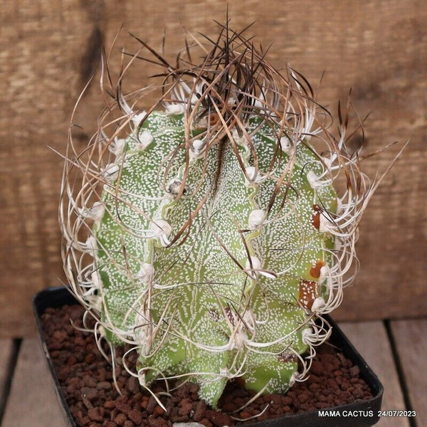 ASTROPHYTUM CAPRICORNE NIVEUM