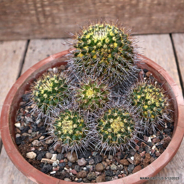 MAMMILLARIA BEISELLII