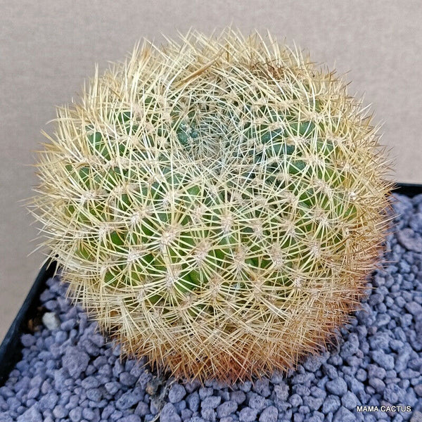 SULCOREBUTIA ALBIDA