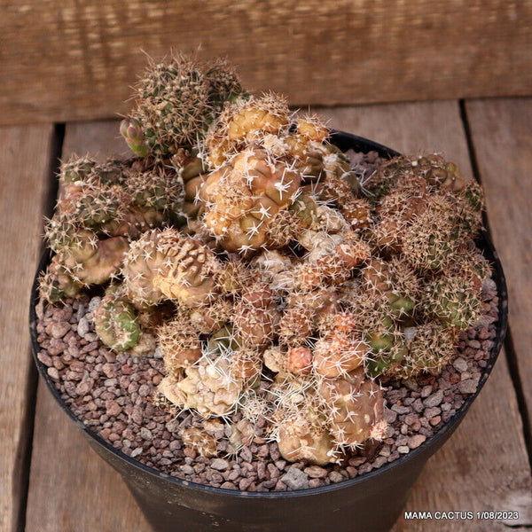 GYMNOCALYCIUM DAMSII MONSTER CRESTED