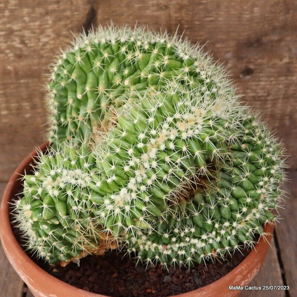 ECHINOCACTUS GRUSONII CRESTED