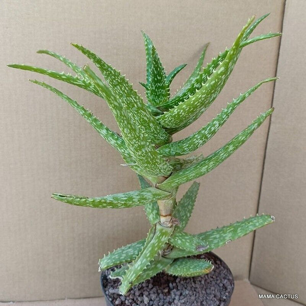 ALOE JUCUNDA