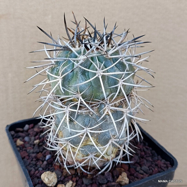 COPIAPOA SCHULZIANA