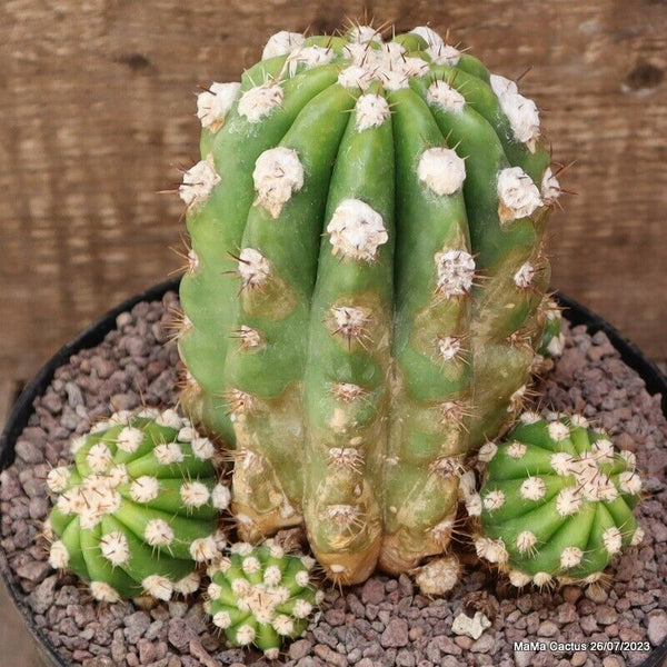 A1931 ECHINOPSIS OXYGONA PROLIFICA pot18-H15-W16 cm MaMa Cactus