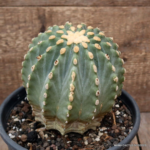 FEROCACTUS GLAUCESCENS INERMIS