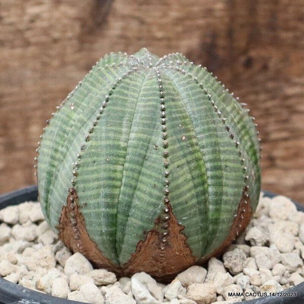 EUPHORBIA OBESA ARROW OLD