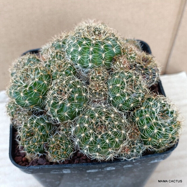 A9386 LOBIVIA ARACNACANTHA SULPHUREA pot9-H6-W11 cm MaMa Cactus