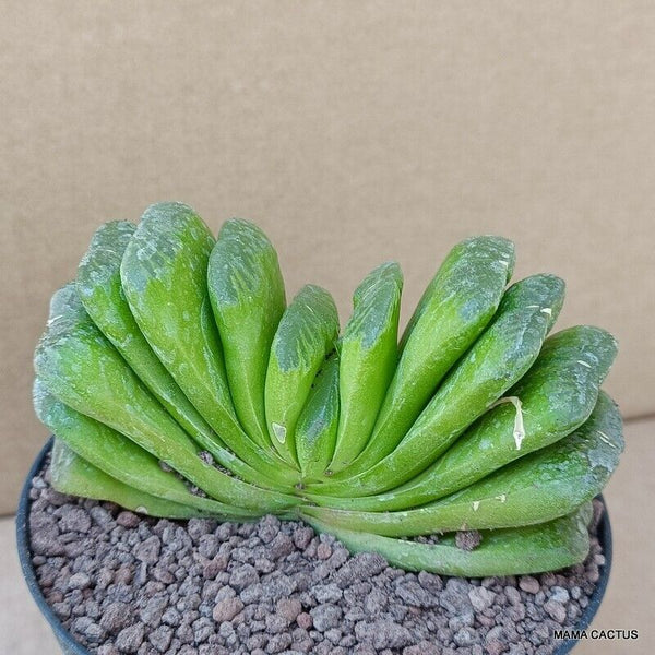 A9869 HAWORTHIA TRUNCATA pot10-H7-W10 cm MaMa Cactus