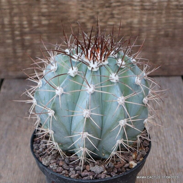 MELOCACTUS AZUREUS