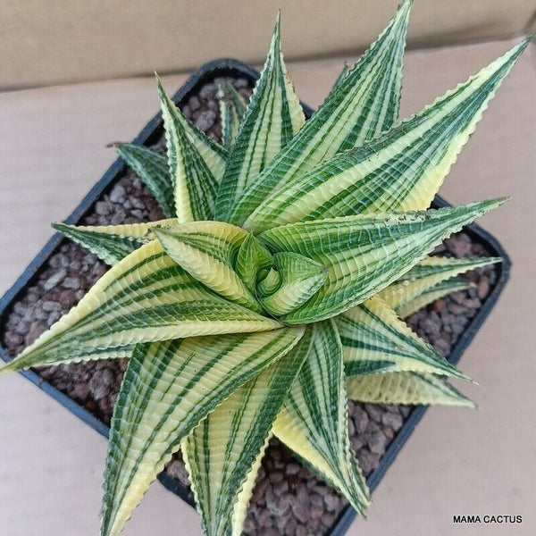 A6554 HAWORTHIA LIMIFOLIA VARIEGATED pot10-H11-W14 cm MaMa Cactus