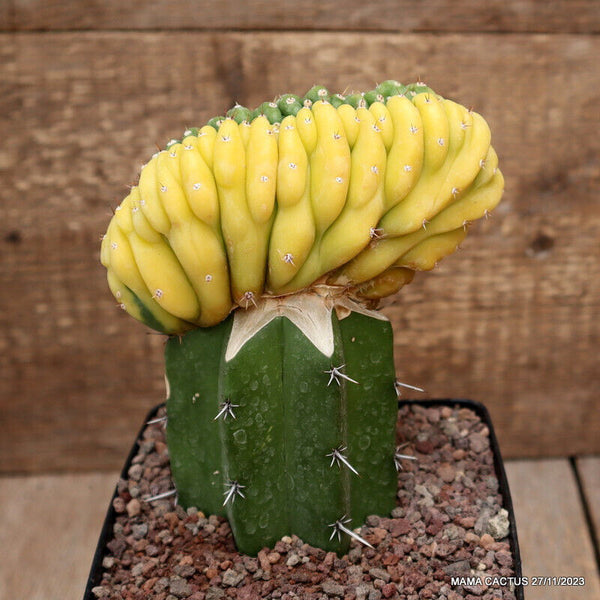 TRICHOCEREUS PACHANOI CRESTED VARIEGATED GRAFTED