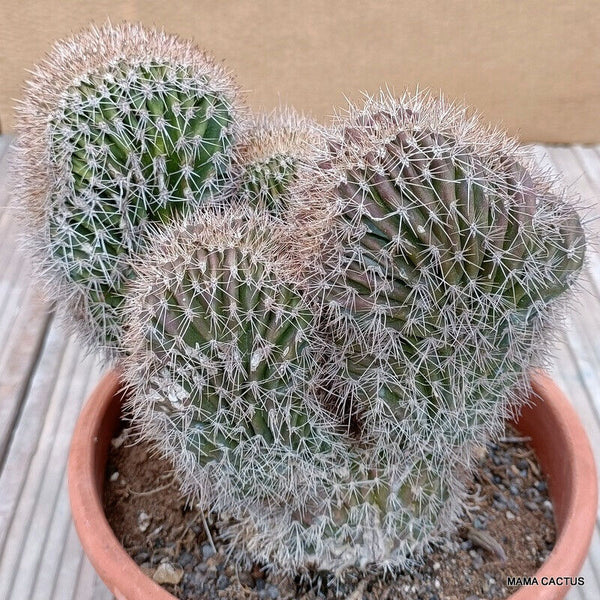 PACHYCEREUS PECTEN ABORIGINUM CRESTED