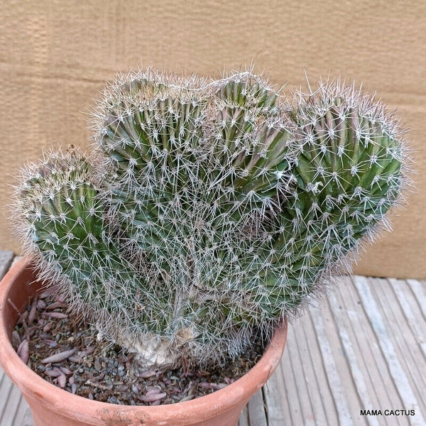 PACHYCEREUS PECTEN ABORIGINUM CRESTED