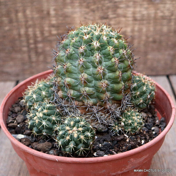 D2831 THELOCACTUS LEUCANTUS pot15-H13-W13 cm MaMa Cactus