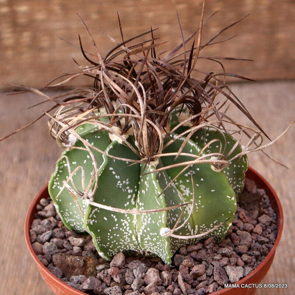 ASTROPHYTUM CAPRICORNE