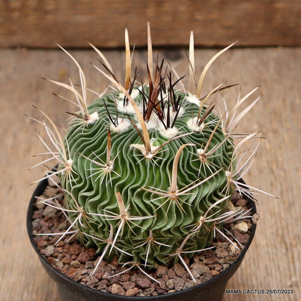 ECHINOFOSSULOCACTUS LAMELLOSUS