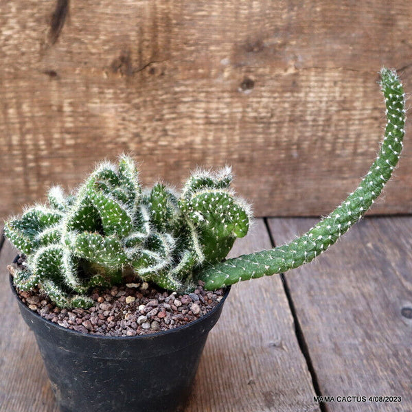 A5620 OPUNTIA SUBULATA CRESTED pot12-H16-W18 cm MaMa Cactus