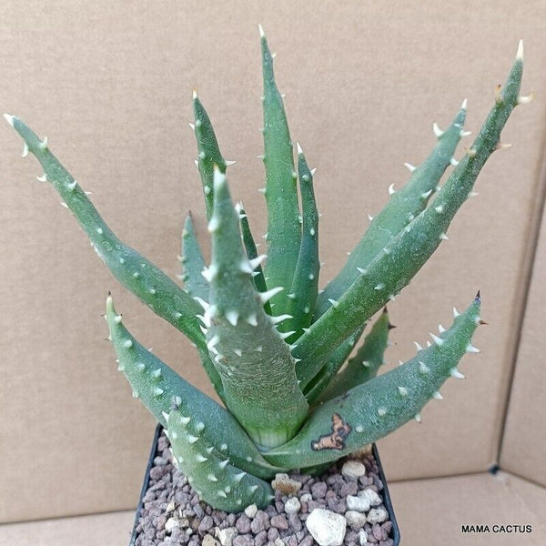 ALOE ERINACEA