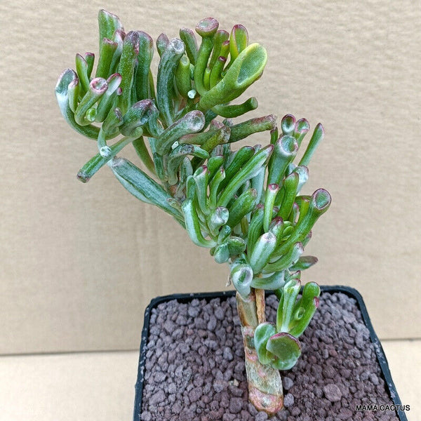 CRASSULA GOLLUM VARIEGATED